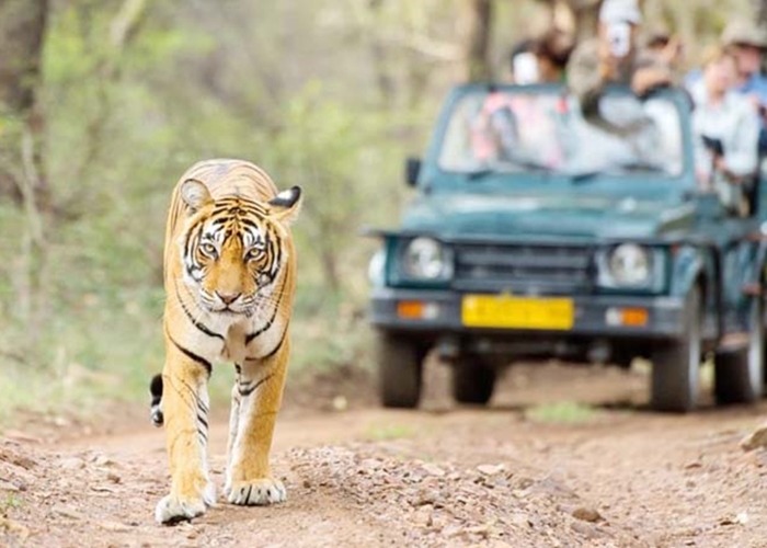 Jungle Safari