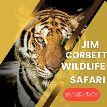 Jungle Safari